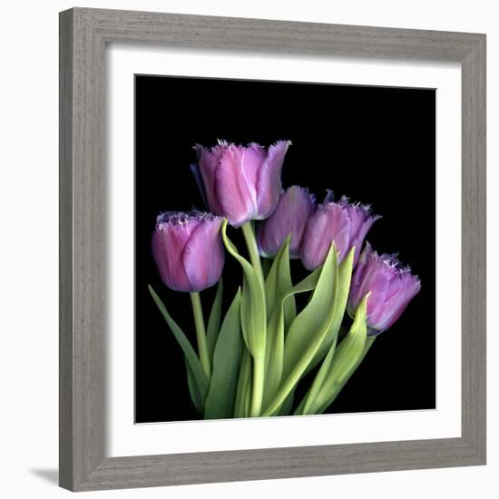 Pink Tulips 6-Magda Indigo-Framed Photographic Print