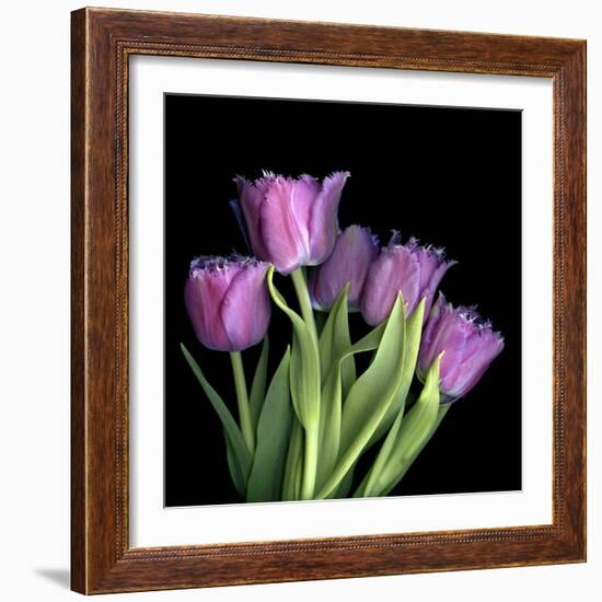 Pink Tulips 6-Magda Indigo-Framed Photographic Print