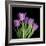 Pink Tulips 6-Magda Indigo-Framed Photographic Print