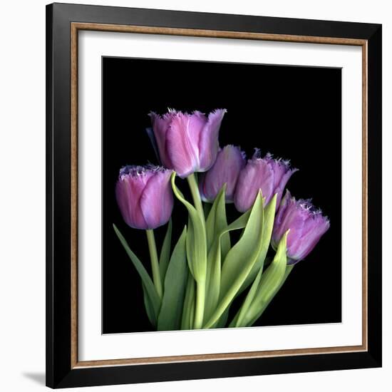 Pink Tulips 6-Magda Indigo-Framed Photographic Print