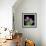 Pink Tulips 6-Magda Indigo-Framed Photographic Print displayed on a wall