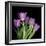 Pink Tulips 6-Magda Indigo-Framed Photographic Print