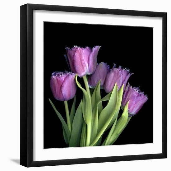Pink Tulips 6-Magda Indigo-Framed Photographic Print