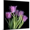 Pink Tulips 6-Magda Indigo-Mounted Photographic Print