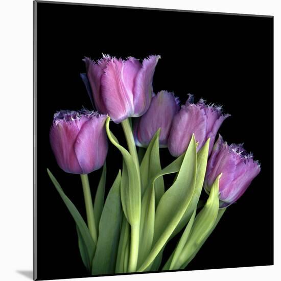 Pink Tulips 6-Magda Indigo-Mounted Photographic Print