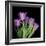 Pink Tulips 6-Magda Indigo-Framed Photographic Print