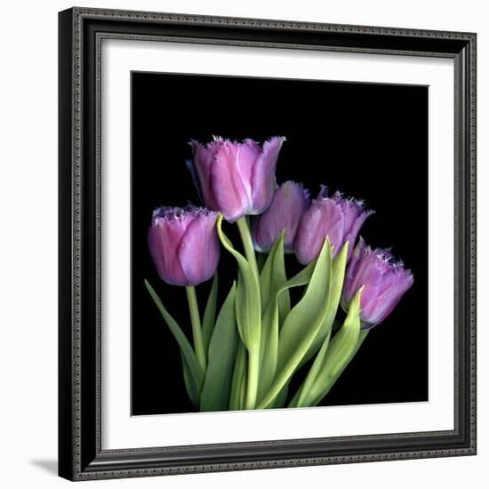 Pink Tulips 6-Magda Indigo-Framed Photographic Print