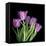 Pink Tulips 6-Magda Indigo-Framed Stretched Canvas