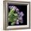 Pink Tulips 7-Magda Indigo-Framed Photographic Print