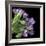 Pink Tulips 7-Magda Indigo-Framed Photographic Print