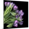 Pink Tulips 7-Magda Indigo-Mounted Photographic Print