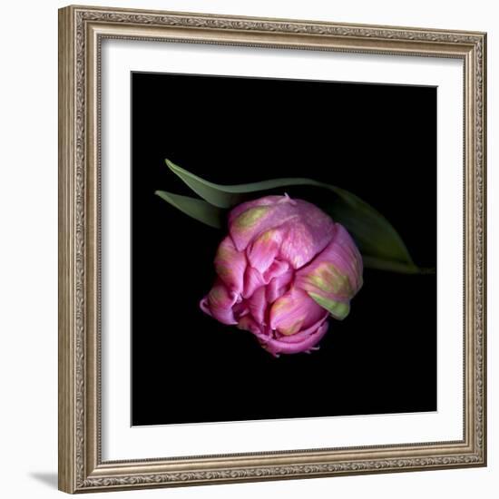 Pink Tulips 8-Magda Indigo-Framed Photographic Print