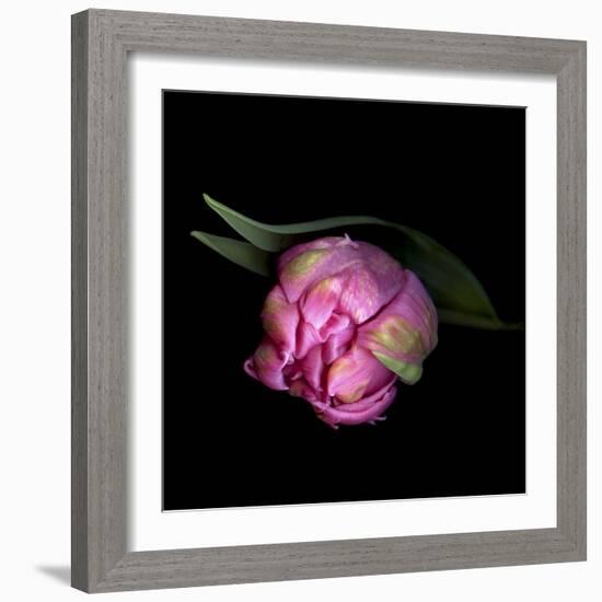 Pink Tulips 8-Magda Indigo-Framed Photographic Print