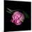 Pink Tulips 8-Magda Indigo-Mounted Photographic Print