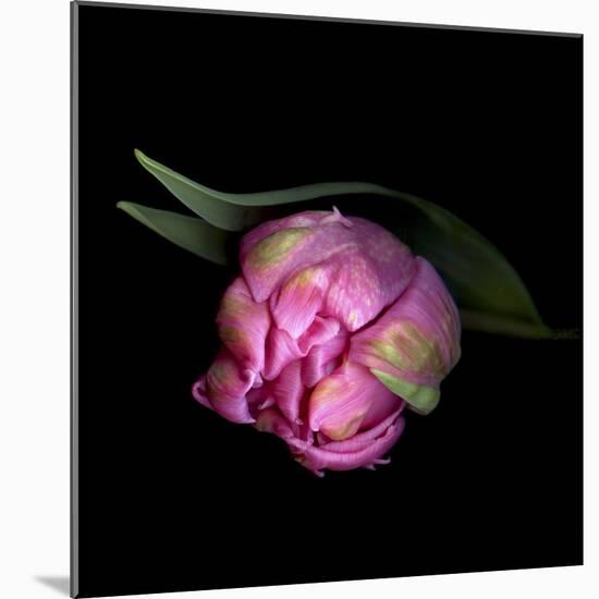 Pink Tulips 8-Magda Indigo-Mounted Photographic Print