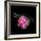 Pink Tulips 8-Magda Indigo-Framed Photographic Print