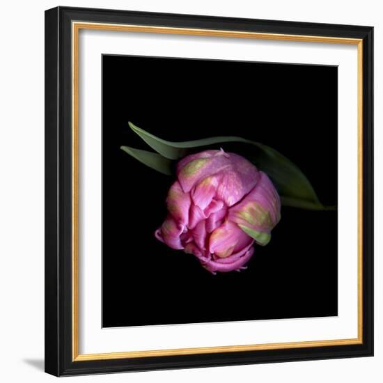 Pink Tulips 8-Magda Indigo-Framed Photographic Print