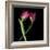 Pink Tulips 9-Magda Indigo-Framed Photographic Print