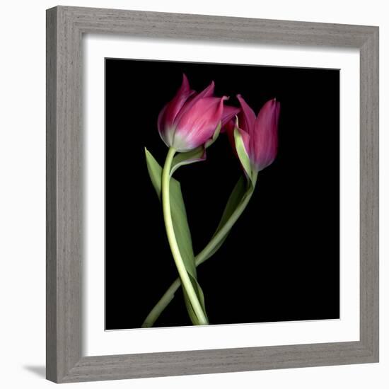 Pink Tulips 9-Magda Indigo-Framed Photographic Print