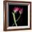 Pink Tulips 9-Magda Indigo-Framed Photographic Print