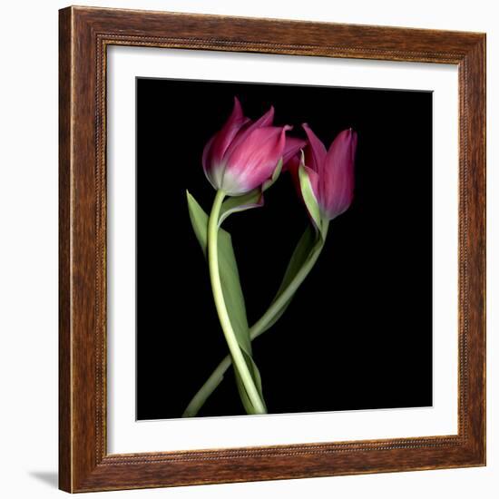 Pink Tulips 9-Magda Indigo-Framed Photographic Print