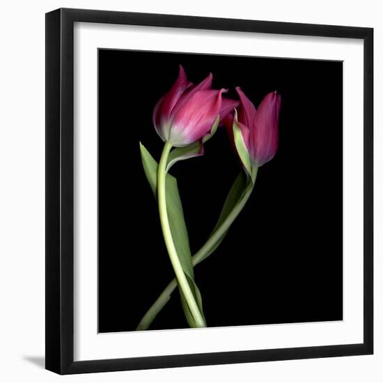 Pink Tulips 9-Magda Indigo-Framed Photographic Print