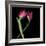 Pink Tulips 9-Magda Indigo-Framed Photographic Print