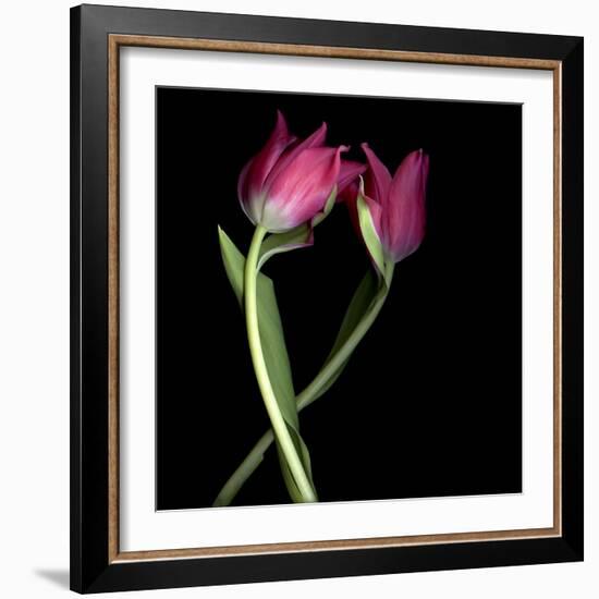 Pink Tulips 9-Magda Indigo-Framed Photographic Print