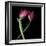 Pink Tulips 9-Magda Indigo-Framed Photographic Print