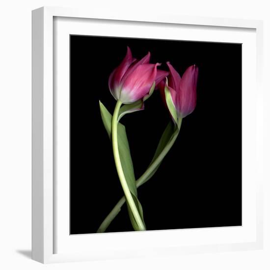 Pink Tulips 9-Magda Indigo-Framed Photographic Print