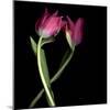 Pink Tulips 9-Magda Indigo-Mounted Photographic Print