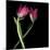 Pink Tulips 9-Magda Indigo-Mounted Photographic Print