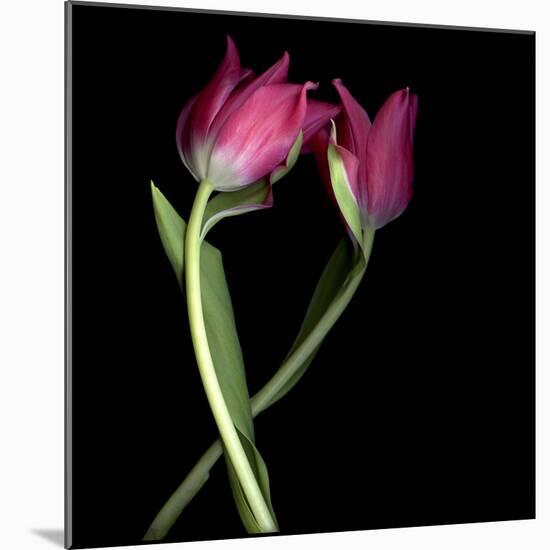 Pink Tulips 9-Magda Indigo-Mounted Photographic Print