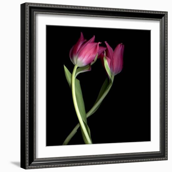 Pink Tulips 9-Magda Indigo-Framed Photographic Print