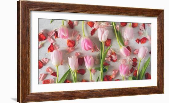 Pink Tulips and Red Petals on a White Background Horizontal-Denis Karpenkov-Framed Photographic Print