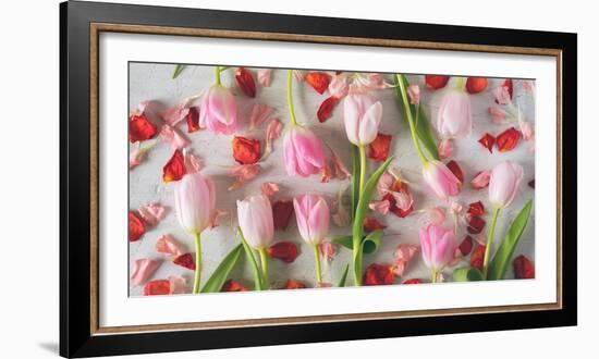 Pink Tulips and Red Petals on a White Background Horizontal-Denis Karpenkov-Framed Photographic Print