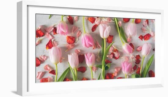 Pink Tulips and Red Petals on a White Background Horizontal-Denis Karpenkov-Framed Photographic Print