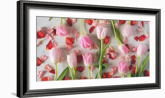Pink Tulips and Red Petals on a White Background Horizontal-Denis Karpenkov-Framed Photographic Print