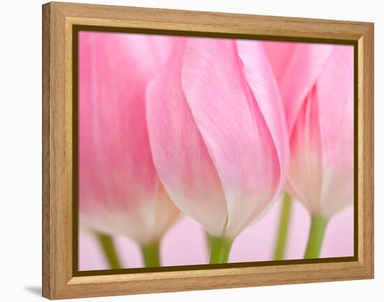 Pink Tulips Flowers-Julie Pigula-Framed Premier Image Canvas