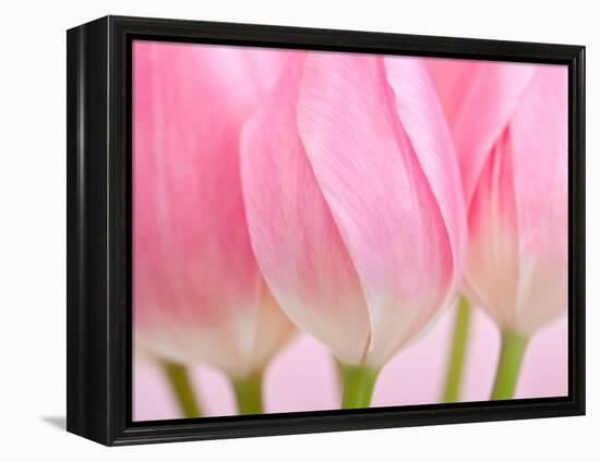 Pink Tulips Flowers-Julie Pigula-Framed Premier Image Canvas