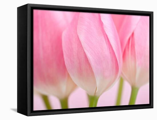 Pink Tulips Flowers-Julie Pigula-Framed Premier Image Canvas