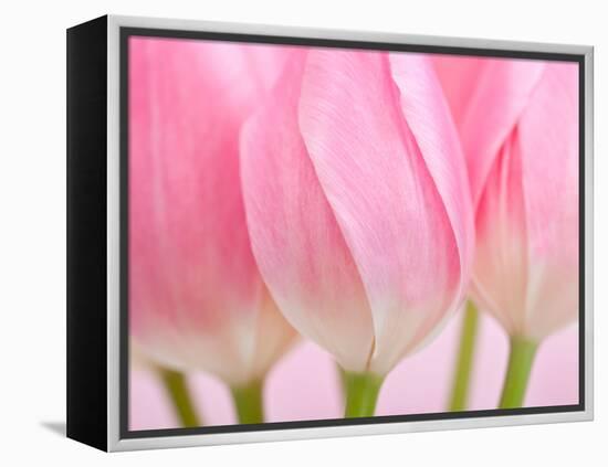 Pink Tulips Flowers-Julie Pigula-Framed Premier Image Canvas