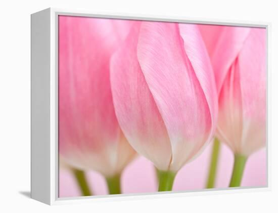 Pink Tulips Flowers-Julie Pigula-Framed Premier Image Canvas