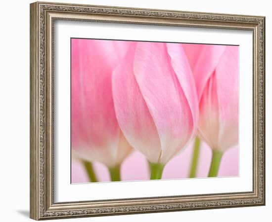 Pink Tulips Flowers-Julie Pigula-Framed Photographic Print