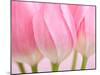 Pink Tulips Flowers-Julie Pigula-Mounted Photographic Print