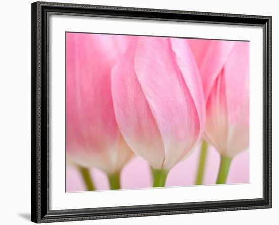 Pink Tulips Flowers-Julie Pigula-Framed Photographic Print