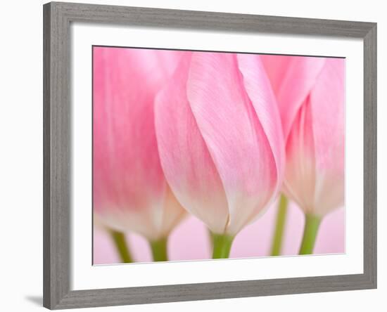 Pink Tulips Flowers-Julie Pigula-Framed Photographic Print