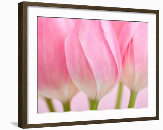 Pink Tulips Flowers-Julie Pigula-Framed Photographic Print