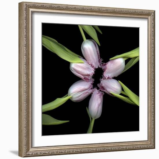 Pink Tulips In Circle-Magda Indigo-Framed Photographic Print