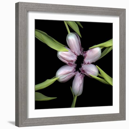 Pink Tulips In Circle-Magda Indigo-Framed Photographic Print